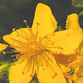 long associated with magic, St Johns Wort is now better known for its natural, side-effect-free antidepressant properties 